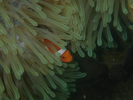 カクレクマノミ カクレクマノミ 海,魚,自然の写真素材