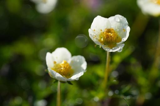 朝露に濡れるチングルマ 朝露に濡れるチングルマ チングルマ,高山植物,北海道の写真素材