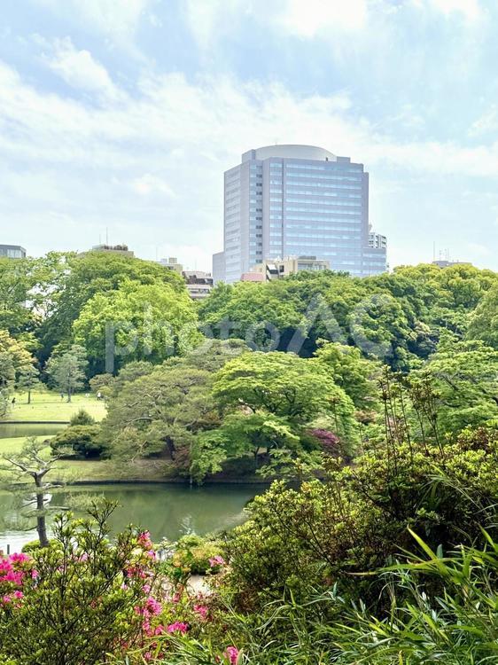 5月の六義園　藤代峠からの景色 六義園,駒込,都会の自然の写真素材