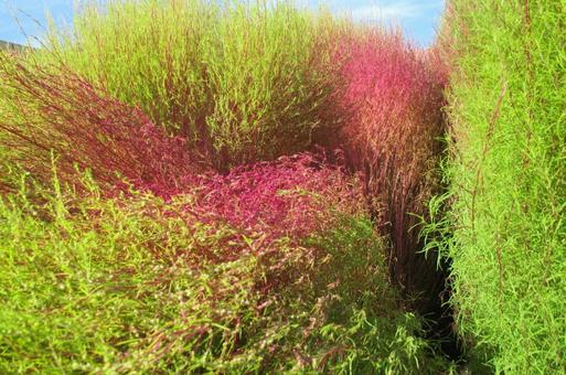 コキア コキア,植物,葉の写真素材