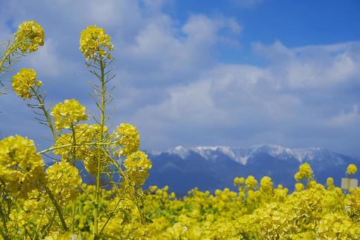 菜の花と雪山 菜の花と雪山の写真
