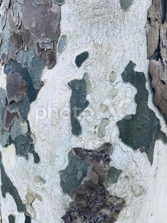白系樹皮模様 白系,樹皮,模様の写真素材