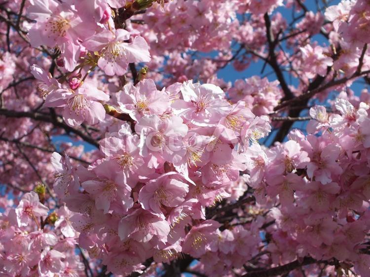 ふわふわの花びらがいっぱいのカワヅザクラ 河津桜,カワヅザクラ,桜の写真素材
