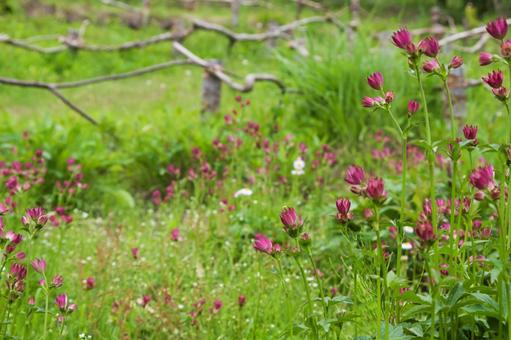 Photo, flower, astrantia, early summer, 