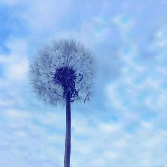 青空の綿毛 自然,青空,たんぽぽの写真素材