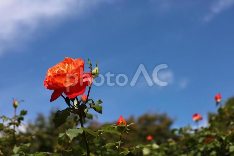 バラ　薔薇　rose　ローズ　風景 バラ,薔薇,ローズの写真素材