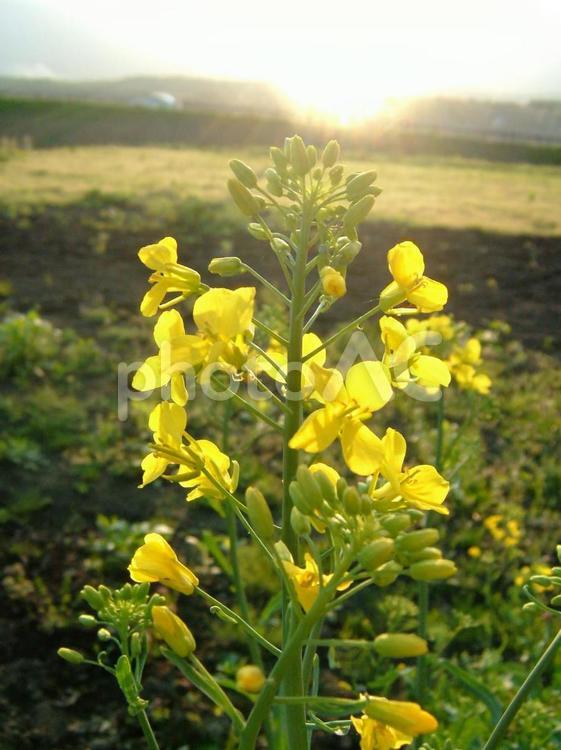 夕暮れの菜の花 菜の花,西日,夕暮れの写真素材