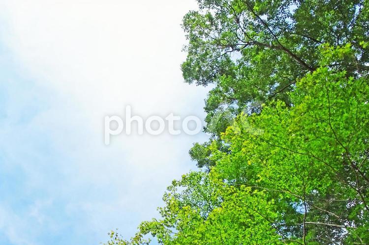 樹木と空 木,キラキラ,壁紙の写真素材