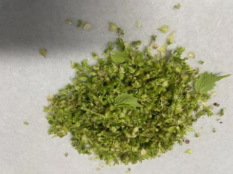 しその実 青じそ 収穫 塩漬け しその実 青じそ 収穫 塩漬け の写真