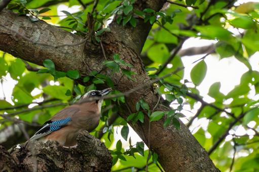 カケス⒄ カケス⒄ 野鳥,カケス,鳥類の写真素材