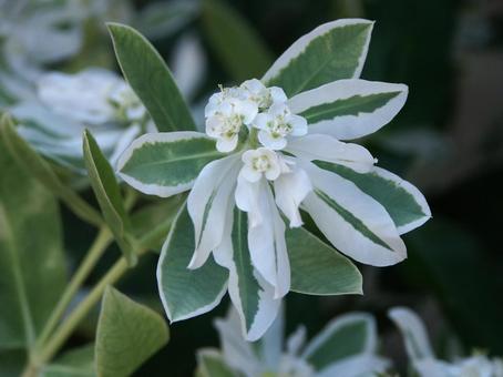 Photo, affiliation, close-up, white speckled leaves, 