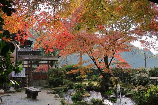 佐賀県基山町「大興善寺」の紅葉 大興善寺,紅葉,佐賀県の写真素材