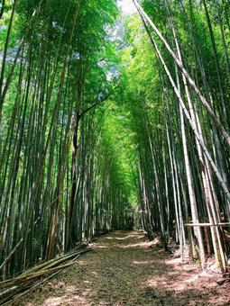 竹林 竹林 緑,自然,夏の写真素材