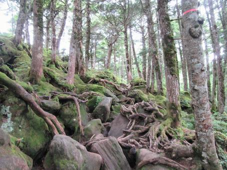 木の根 木の根の写真