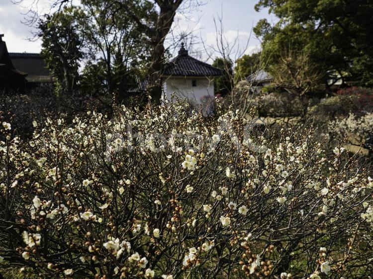 梅園の梅の花が咲きはじめた 梅林,梅,花の写真素材