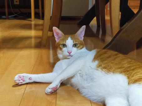 A tabby cat lying down, JPG