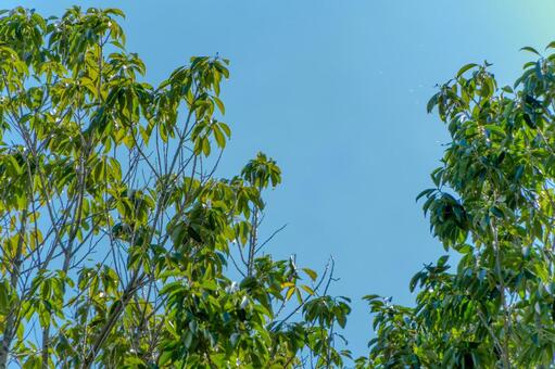 青空と緑の木々 コピースペース,青空,空の写真素材