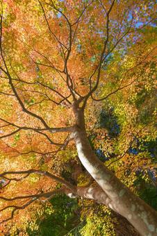 秋の気配・色づく紅葉 秋の気配・色づく紅葉 紅葉,モミジ,秋の写真素材
