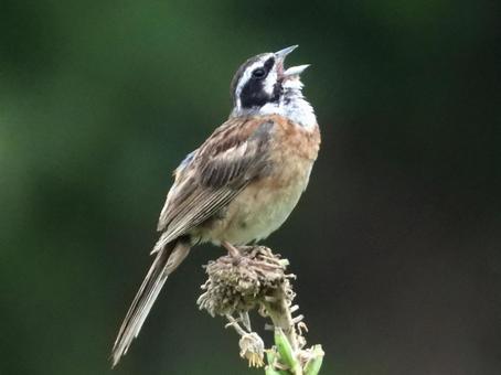 穂の上で鳴くホオジロ 穂の上で鳴くホオジロの写真