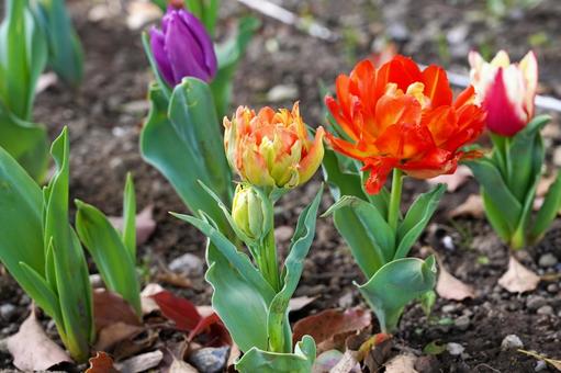 色とりどりのチューリップ 色とりどりのチューリップの写真
