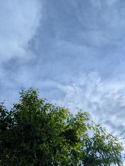 くもり空 くもり空 木,空,青空の写真素材