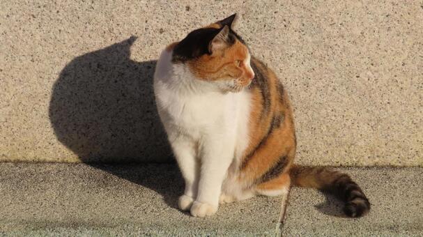 夕日を浴びて蓄熱に励むもふもふな三毛猫 三毛猫,猫,お座りの写真素材