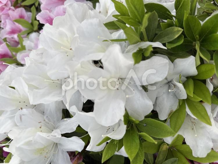 ツツジの街路樹（白） ツツジ,花,グリーンの写真素材