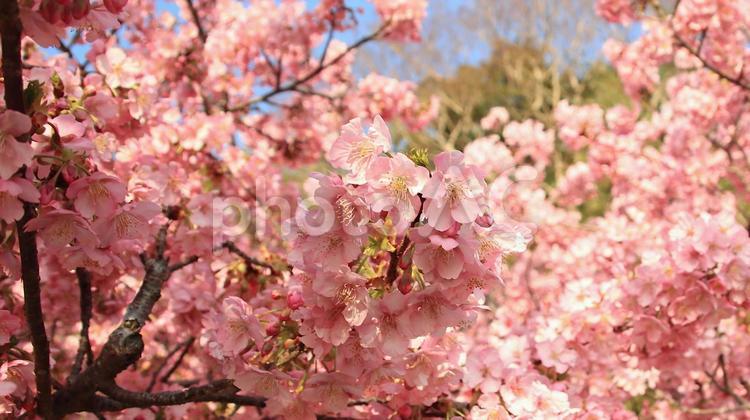 田ヶ池公園の河津桜 桜,河津桜,満開の写真素材
