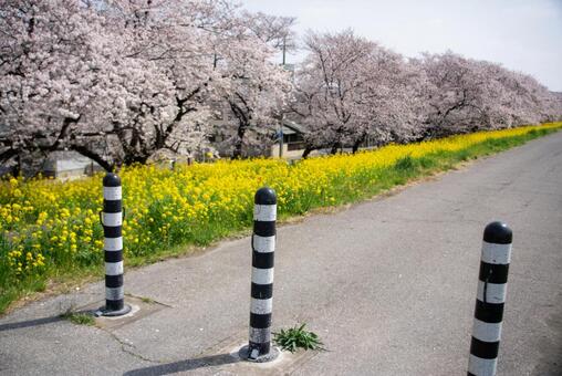 桜と菜の花が彩る春の道 桜,菜の花,春の写真素材