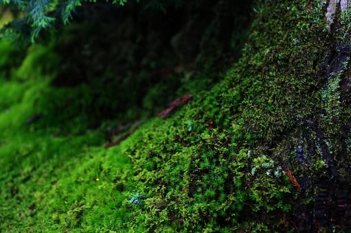 苔 苔の写真
