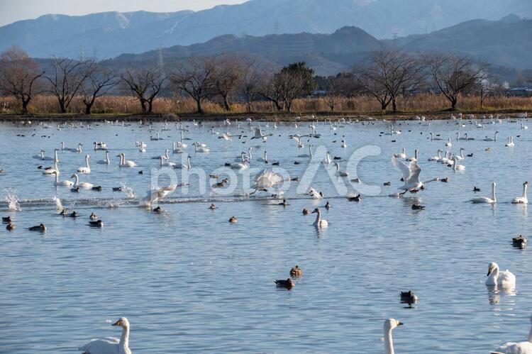 ハクチョウとカモと瓢湖 コハクチョウ,羽ばたき,渡り鳥の写真素材