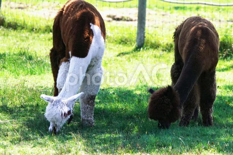 北海道の大自然で飼育のアルパカ 癒し,生物,アルパカの写真素材