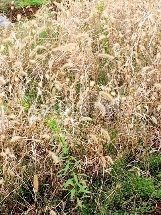 エノコログサ エノコログサ,狗尾草,ネコジャラシの写真素材