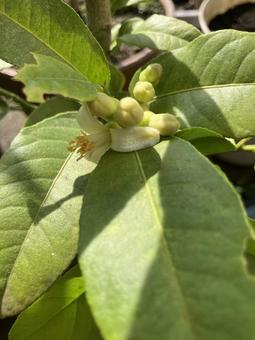 レモンの蕾と花の写真