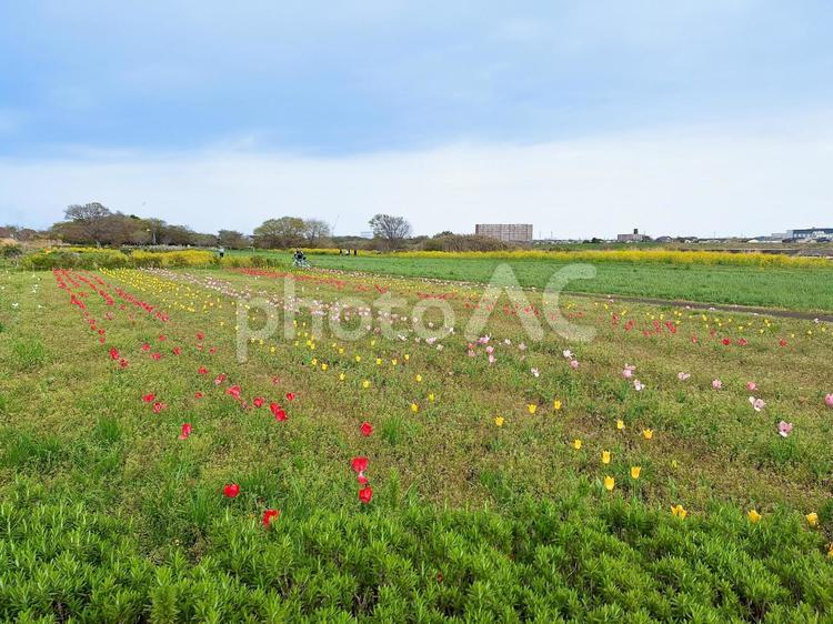 相模川河川敷の「イシックス馬入のお花畑」 イシックス馬入のお花畑,相模川,河川敷の写真素材