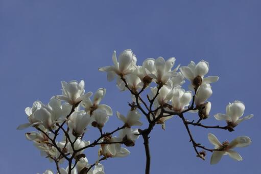 しっとりと美しい花姿 木蓮,花,モクレン科の植物の写真素材