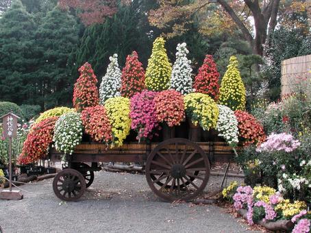 和菊 和菊 咲く風景,わきく,花の写真素材