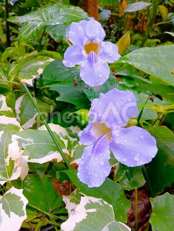 ベンガルヤハズカズラ　市川市動植物園 ベンガルヤハズカズラ,花,ヤハズカズラの写真素材