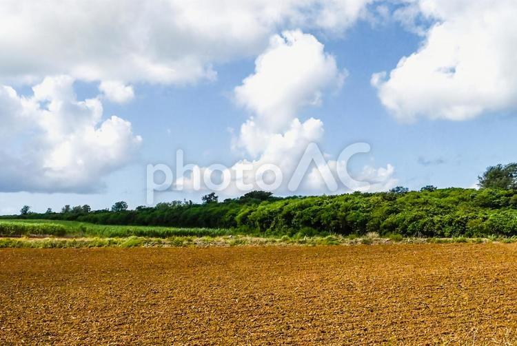 赤土とサトウキビ畑 自然,風景,空の写真素材