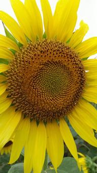 ヒマワリ、向日葵の花の写真