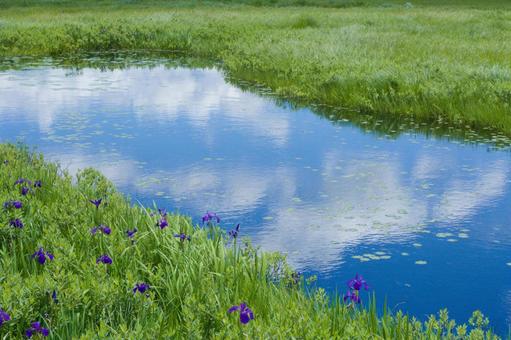水辺に咲くカキツバタ 風景,自然,花の写真素材