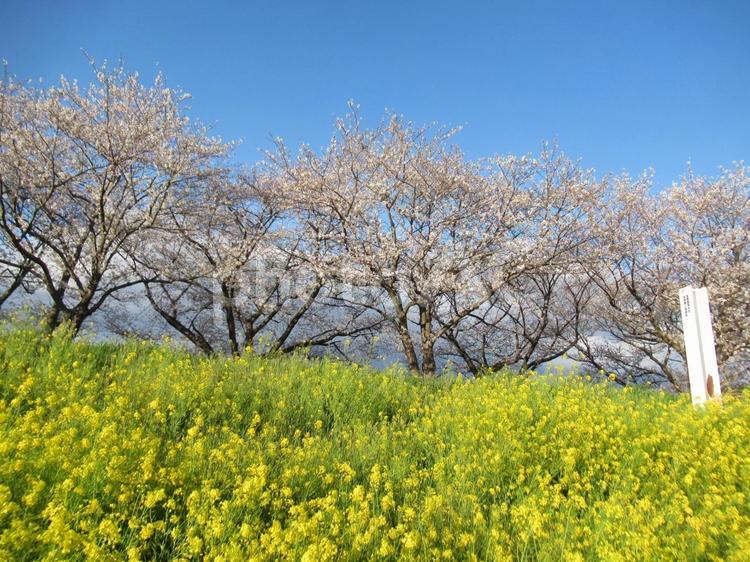 茨城県、境の水辺桜づつみの桜と菜の花 境の水辺桜づつみ,利根川,茨城県の写真素材