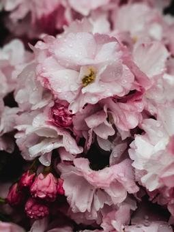雨も滴る良い桜 雨も滴る良い桜の写真