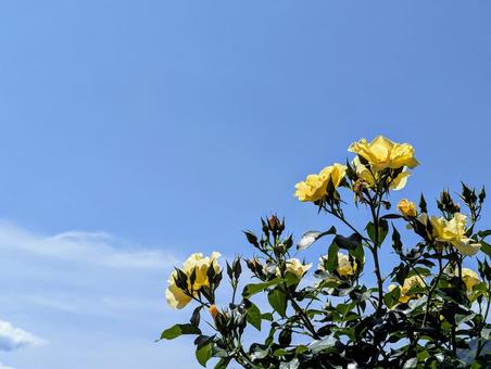 空に向く黄色いバラ 空に向く黄色いバラ 植物,バラ,薔薇の写真素材