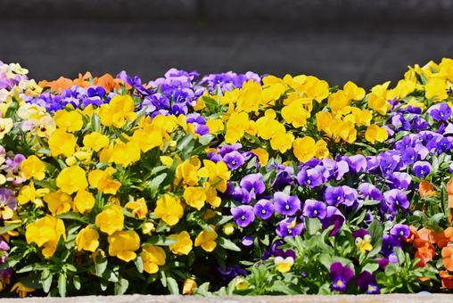 カラフルなパンジーの花 カラフルなパンジーの花の写真