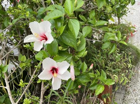 ハイビスカスの花 ハイビスカスの花 沖縄,那覇市,ハイビスカスの写真素材