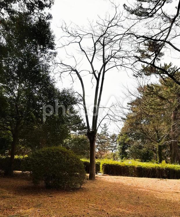 凛とした木 木,公園,一本の写真素材