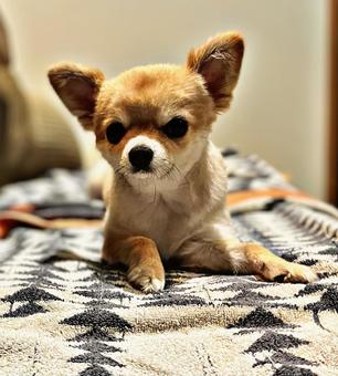 こちらを見る犬 こちらを見る犬の写真