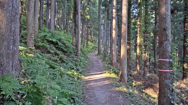 杉林の登山道と赤布 杉林の登山道と赤布の写真