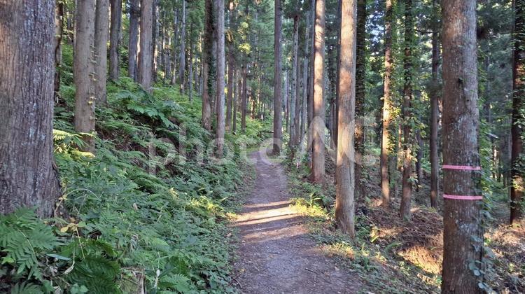 杉林の登山道と赤布 登山道,雑木林,登山の写真素材